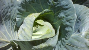 Helena's Cabbage