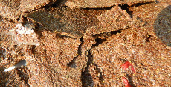 Flax Seed Crackers with Herbs